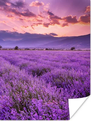 Produktbild von MuchoWow® Poster Lavendel - Lila - Blumen - Feld 120x160 cm - Wandbilder