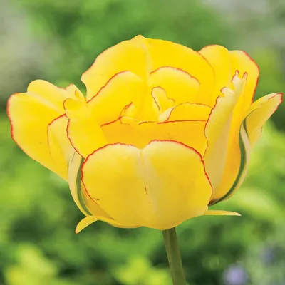 Zdjęcie produktu dla Tulipan Pełny Akebono 5 szt. Tulipany Cebulki Tulipanów Cebule