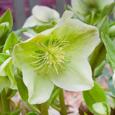 Produktbild von 6 x Schneerose - Helleborus nigercors  | Topf 9cm x 9cm