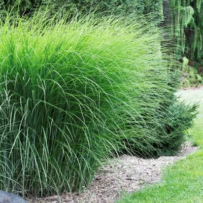 Produktbild von 25 Pflanzen Chinaschilf 'Gracillimus', Miscanthus sinensis, P9 Topf