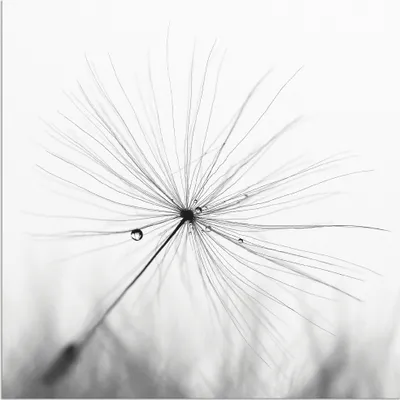 Produktbild von ARTland Wandbild Alu für Innen & Outdoor Pusteblume Schirmchen Größe: 40x40 cm