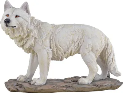 Produktbild von Weißer Wolf steht und schaut neugierig