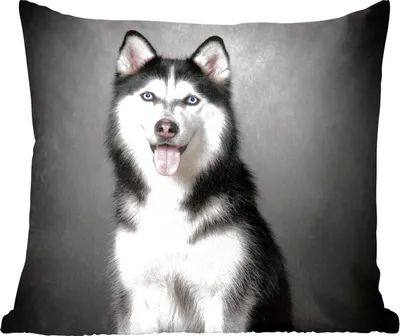 Produktbild von MuchoWow® Zierkissen Sofakissen Wohnzimmer Dekokissen 60x60 cm Sibirischer Husky - Sitzfläche - Foto Polster
