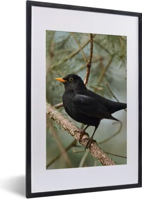 Produktbild von MuchoWow® Gerahmtes Poster Vogel - Amsel - Zweige - Tiere 40x60 cm - Poster mit Schwarzem Bilderrahmen Wandposter Rahmen Foto Bilder - Poster in Rahmen
