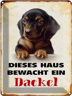 Produktbild von vianmo Blechschild 40x30 cm Hund dieses Haus bewacht ein Dackel