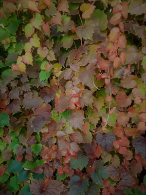 Obrázek produktu pro Pěnišník 150-200 cm / Samopnoucí / Trojlaločný Pěnišník 'Veitchii' - Parthenocissus tricuspidata 'Veitchii' - Popínavá rostlina