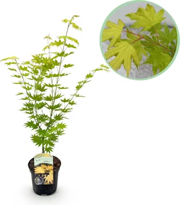 A potted Japanese Maple tree with yellow-green leaves, shown against a white background. A close-up inset shows a cluster of leaves.