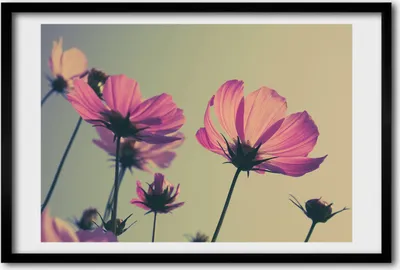 Produktbild von Bild 60x40 MDF-Rahmen, Wandkunst pinke Blumen