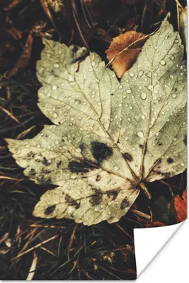 Produktbild von MuchoWow® Poster Herbstblätter - Herbst - Jahreszeiten - Natur 40x60 cm - Plakate für die Wand - Poster Babyzimmer