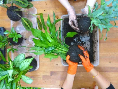 Produktbild von Gardners Kokedama XL - Substrat, Moos, Bindematerial