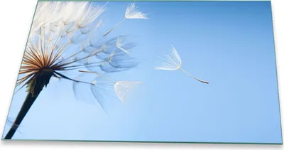 Produktbild von Herdabdeckplatte Glaskeramik 80x52 Pusteblume Blau Abdeckung Glas Spritzschutz Deko