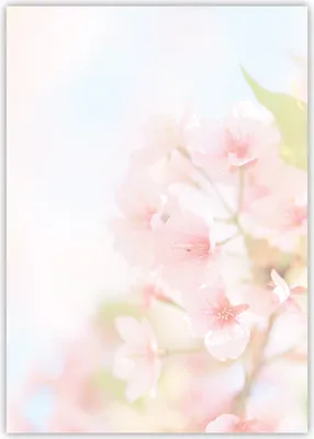 Produktbild von Motiv Briefpapier (Kirschblüten-5027, DIN A4, 100 Blatt). Einseitig bedrucktes Briefpapier, beschreibbar, Motivpapier für alle Drucker/Kopierer geeignet Motiv Blumen Sommer Sonne Briefpapier Apfelblüten