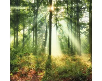 Produktbild von Giclée Leinwandbild Mystic Light II 80x80 cm