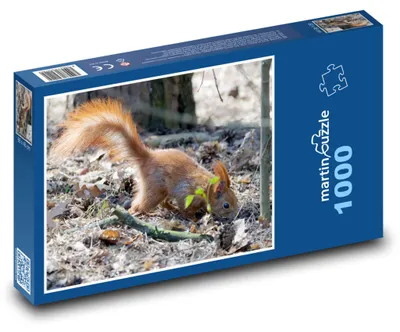 Zdjęcie produktu dla Puzzle 1000 Wiewiórka w jesiennym lesie - martinpuzzle