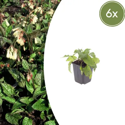 Image de Symphytum grandiflorum | 6 pièces - 10-25cm - Ø9cm - Plante de jardin