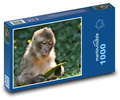 Obrázok produktu pre Puzzle 1000 Premýšľajúci barbarský makak - martinpuzzle