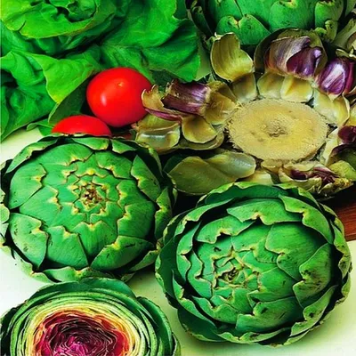 Immagine prodotto di Cynara Carciofo 1 pz piantina di carciofo piantina