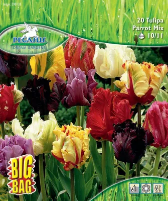 Produktbild von Pegasus Herbstblumenzwiebel Big Bag Papagei-Tulpen Mischung 20 Stück