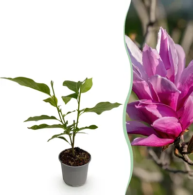 Image de Green boutiQ - Plante de jardin - Magnolia liliiflora Nigra - Fleurs violettes - 1 plante - À feuilles caduques - Peu d'entretien - Pot de 12 cm, hauteur 30 cm