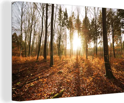 Produktbild von OneMillionCanvasses® - Leinwandbilder - 150x100 cm, Sonne - Bäume - Wald, Wandbilder Kunstdruck Wanddekoration