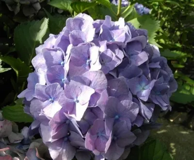 Produktbild von Bauernhortensie King George VII - Ballhortensie - Hydrangea macrophylla King George VII