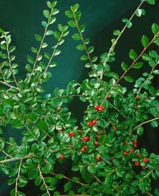 Produktbild von Cotoneaster divaricatus, Strauchmispel, 40–60 cm