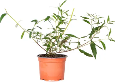 Produktbild von Bloomique - 3er-Mix - Buddleja Davidii - Schmetterlingsflieder - Rosa, Lila, Weiß - Winterhart - Gartenpflanzen - 20-30 cm Hoch - Topf 10,5 cm