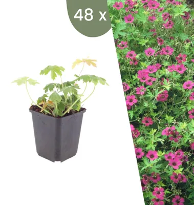Image de Plants by Frank | 48 Plantes de géranium vivace 'Bevan's Variety' | Geranium macrorrhizum 'Bevan's Variety' | Couvre-sol rustique | Plantes vivaces | Vivaces rustiques | Plantes d’extérieur | Jardin