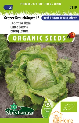 Immagine prodotto di Grazer Krauthäuptel 2 Semi di lattuga iceberg – Coltivate lattuga iceberg croccante e nutriente per insalate e altro ancora