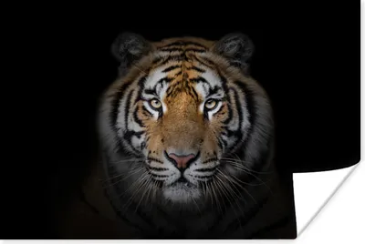 Produktbild von MuchoWow® Poster Tiger - Wildtiere - Porträt - Schwarz - Tiere 30x20 cm - Plakate - Print