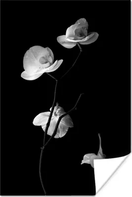 Produktbild von MuchoWow® Poster Orchidee - Blumen - Schwarz - Weiß - Stilleben 40x60 cm - Plakate für die Wand - Poster Babyzimmer