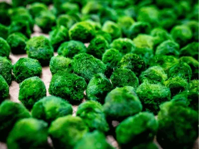 Zdjęcie produktu dla Gardners Zestaw zalotek do rzęs 5 szt