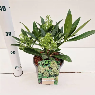 Obrázek produktu pro Skimmia confusa 'Kew Green' – skimmie | 25–30 cm v květináči
