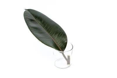 Obrázok produktu pre Gardners Ficus elastica Abidjan - rez na zakorenenie