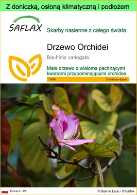 Zdjęcie produktu dla SAFLAX - Garden to go - Drzewo Orchidei - 8 Nasiona - Z doniczką, pokrywą klimatyczną i podłożem do uprawy - Bauhinia variegata