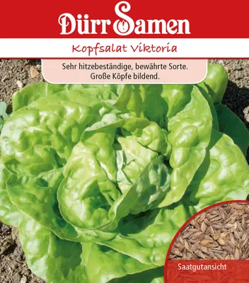 Produktbild von Kopfsalat Viktoria | Kopfsalatsamen von Dürr Samen
