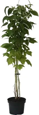 Produktbild von Schottische Himbeere Glen Coe dunkelviolette aromatische Früchte 60-100 cm gestäbt im 2 Liter Topf