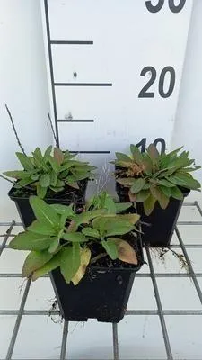 Image de 6 x Salvia nem. 'Sensation deep Blue' - Mousse étoilée - pot 9 x 9 cm