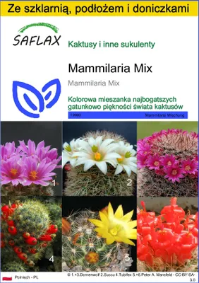 Zdjęcie produktu dla SAFLAX - Zestaw do uprawy - Mammilaria Mix - 40 Nasiona - Z mini szklarnią, podłożem uprawowym i 2 doniczkami - Mammilaria Mix