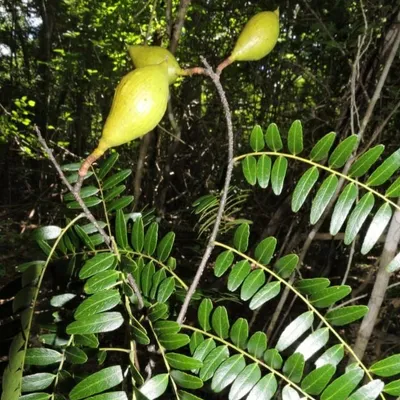 Produktbild von Anakaraka (Dupuya madagascariensis)  - 3 Samen