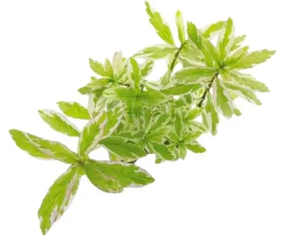 Produktbild von Weißbunter Wasserfreund - Hygrophila polysperma 'White'