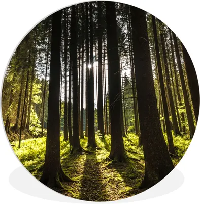 Produktbild von MuchoWow® Rundes Wandbild - Runde Bilder Baum - Natur - Sonne - Wald Ø 30 cm Kreis Wanddekoration Kunststoff - Wandkreis - Wandschmuck - Schlafzimmer - Bilder - Der Kreis - Kunst für die Wohnung - Plastik - Kunstdruck - Wandbild