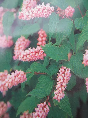 Produktbild von Rote Traubenspiere - Neillia affinis - 40-60cm