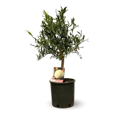 Image de Eremorange - agrume méditerranéen - arbre fruitier - ↕ 75-85 cm - ⌀ 22 cm
