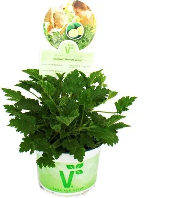 Produktbild von 3er Set Duftgeranie - Pelargonia odorata  Hybr.