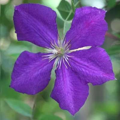 A close-up of a purple clematis flower with green foliage in the background.