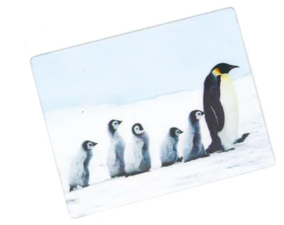 Produktbild von 3D Magnet Königspinguin Familie