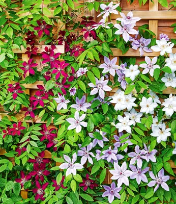 Produktbild von BALDUR Garten 3er Winterharte Clematis Triologie, Pflanzen im 9x9 cm-Topf, bienenfreundlich und schmetterlingsfreundlich, pflegeleicht, blühende Kletterpflanze, 3er-Farb-Mix