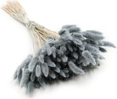 Produktbild von Getrocknete Hasenschwanzgras - (Lagurus) - Perlgrau
