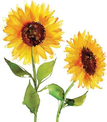 Produktbild von Servietten 33x33 cm - Two Sunflowers